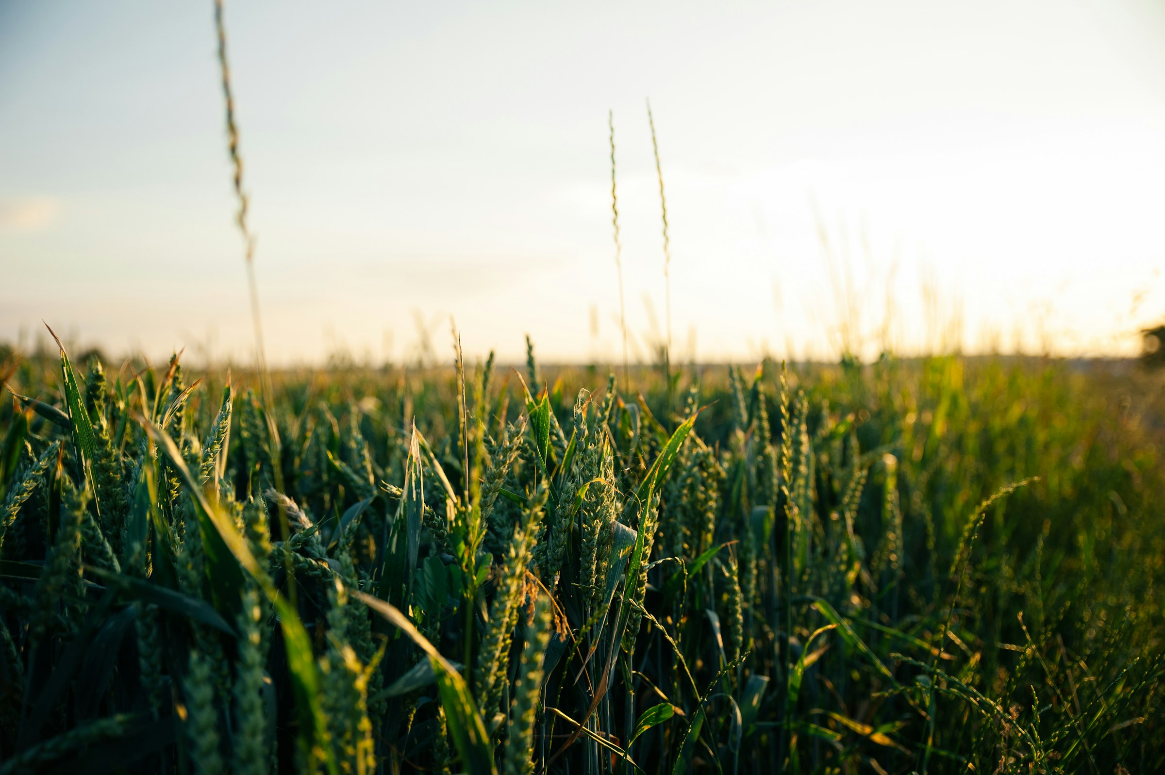 A wheat field stretching to the horizon at golden hour